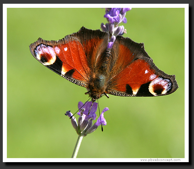 papillon - lavande
